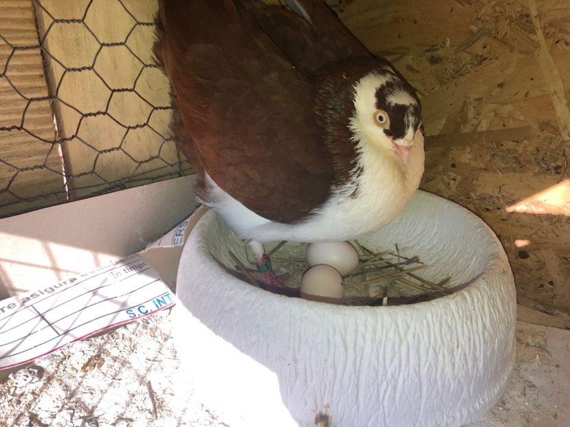  - 0000001 prin voliere