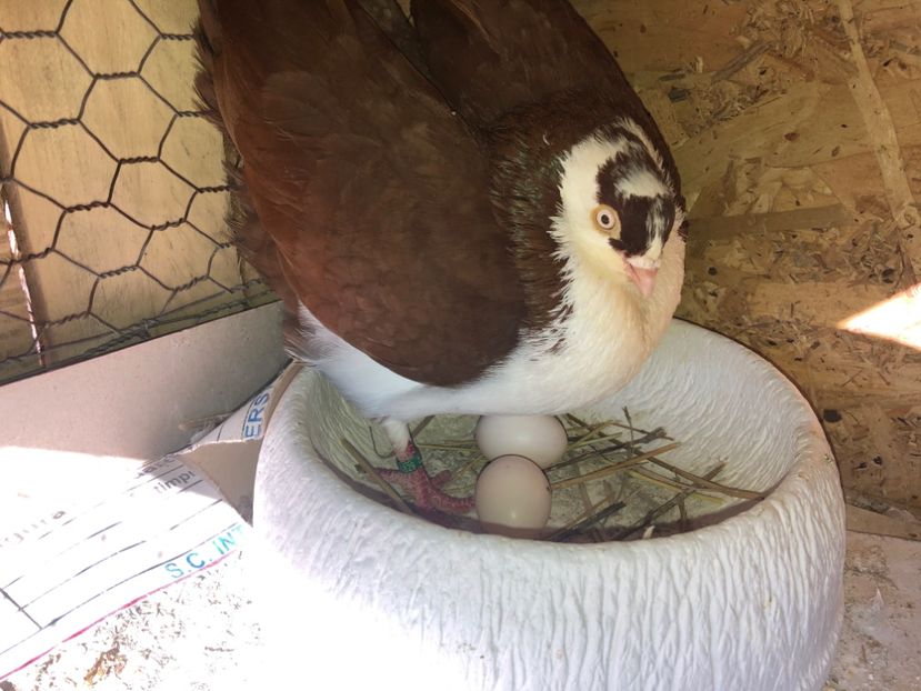  - 0000001 prin voliere