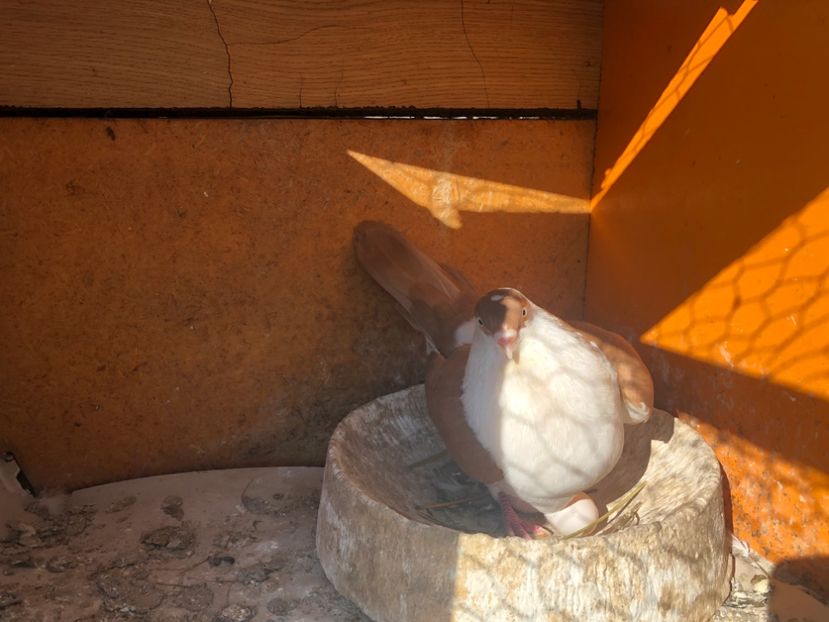  - 0000001 prin voliere