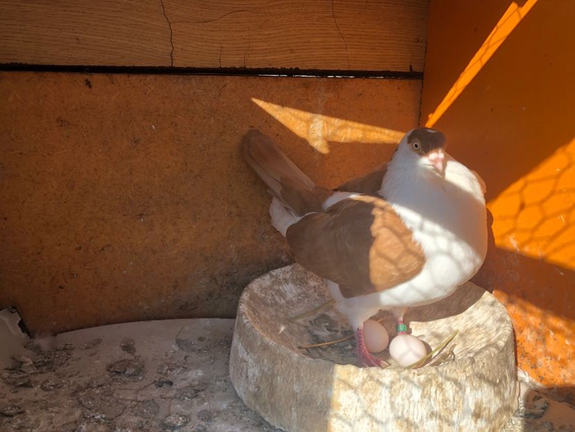  - 0000001 prin voliere