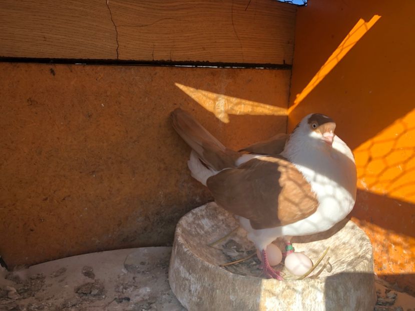  - 0000001 prin voliere