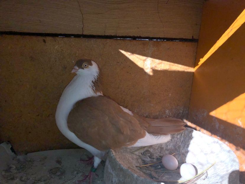  - 0000001 prin voliere