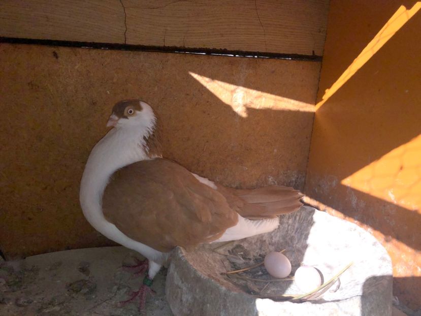  - 0000001 prin voliere