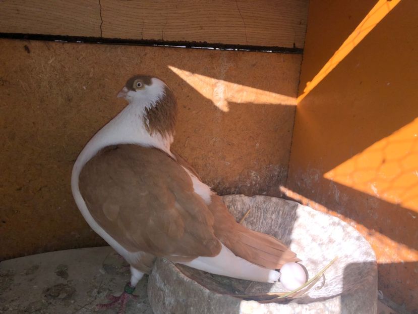  - 0000001 prin voliere