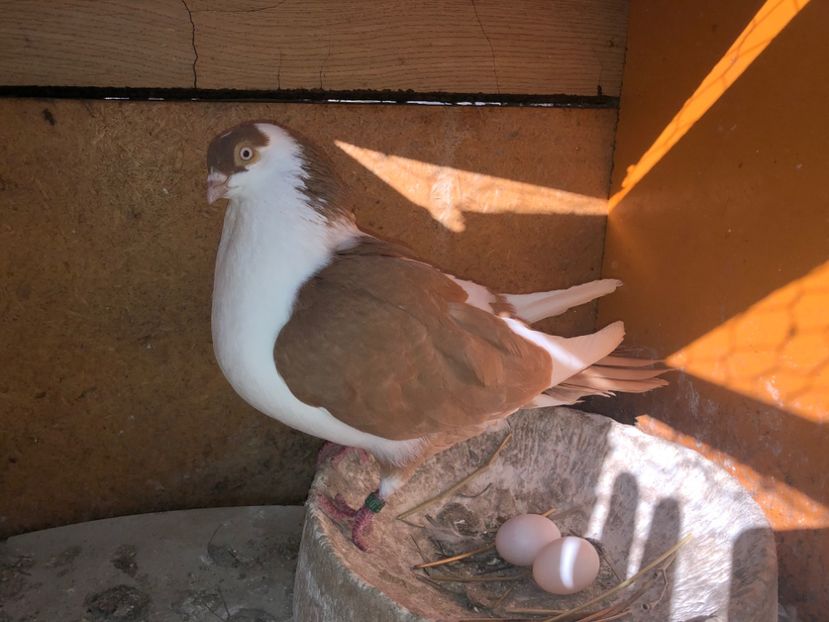  - 0000001 prin voliere