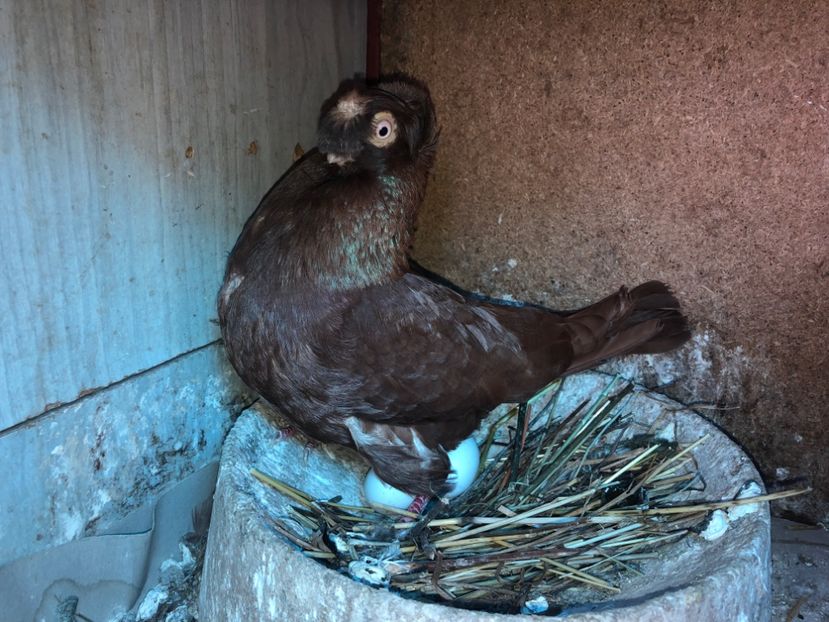  - 0000001 prin voliere