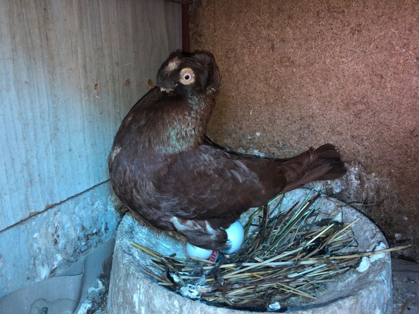  - 0000001 prin voliere