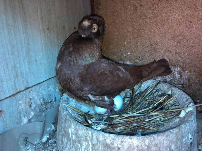  - 0000001 prin voliere