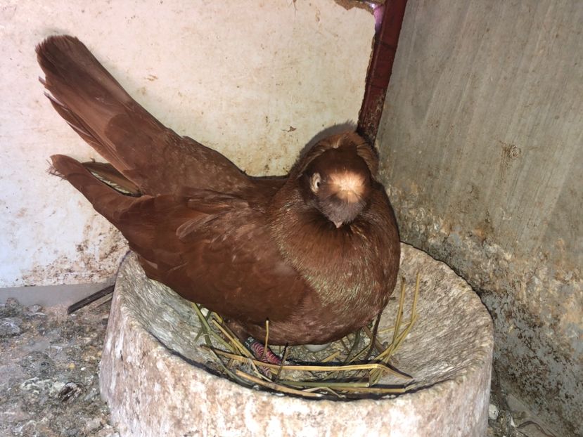  - 0000001 prin voliere