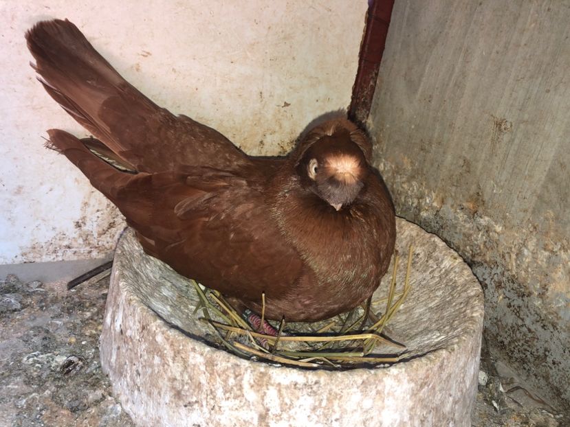  - 0000001 prin voliere