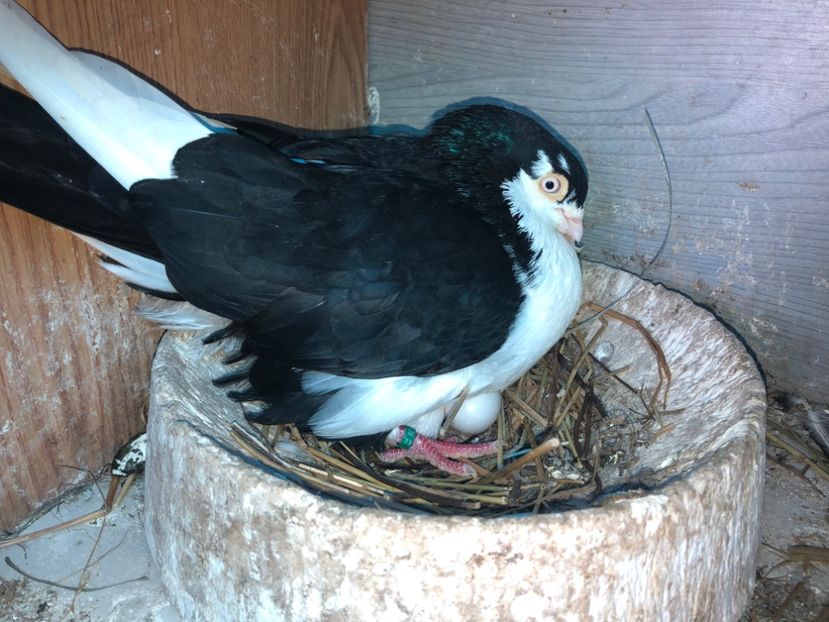  - 0000001 prin voliere