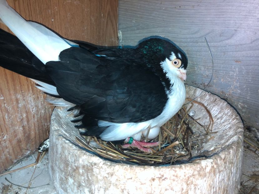  - 0000001 prin voliere