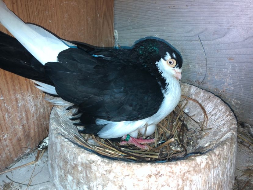  - 0000001 prin voliere