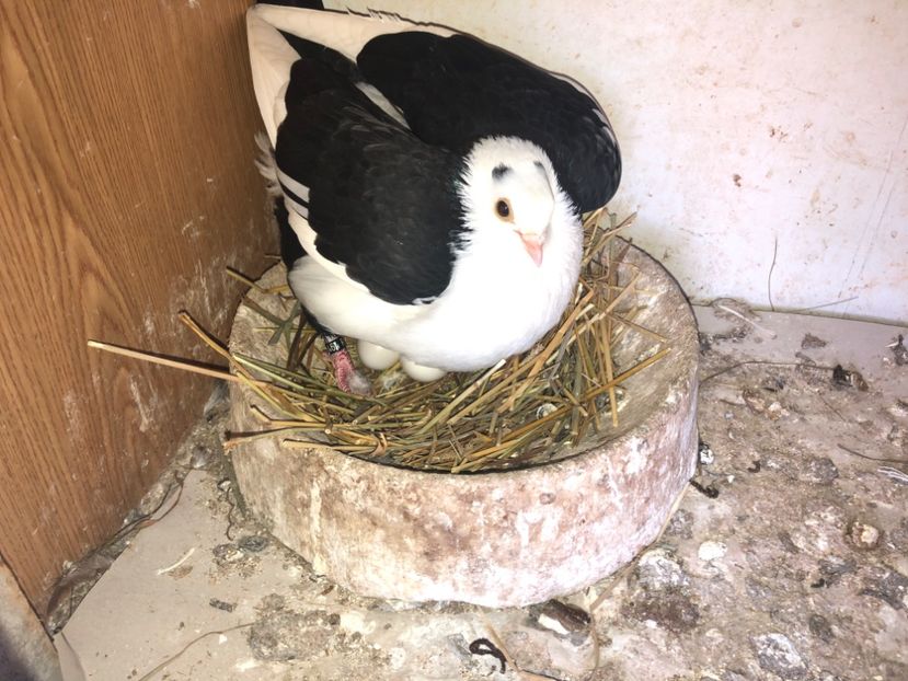  - 0000001 prin voliere