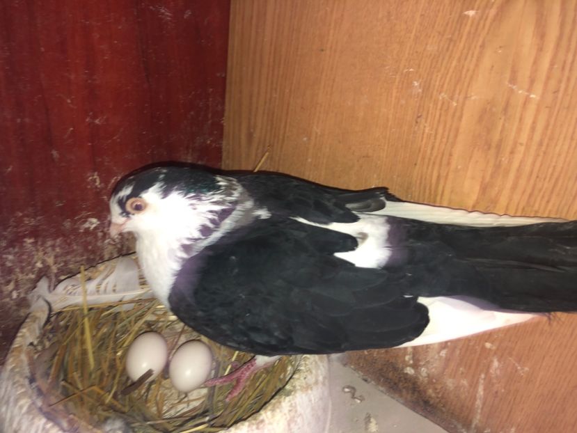  - 0000001 prin voliere