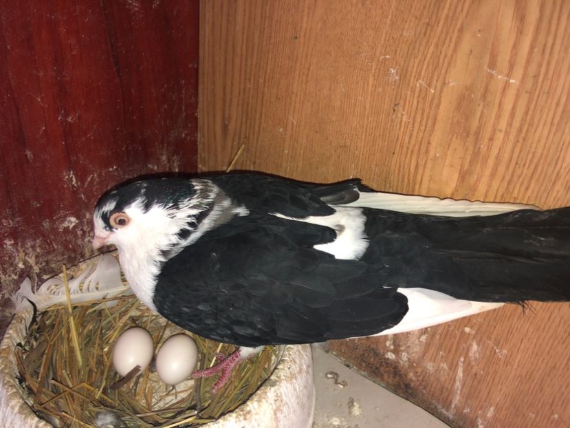  - 0000001 prin voliere