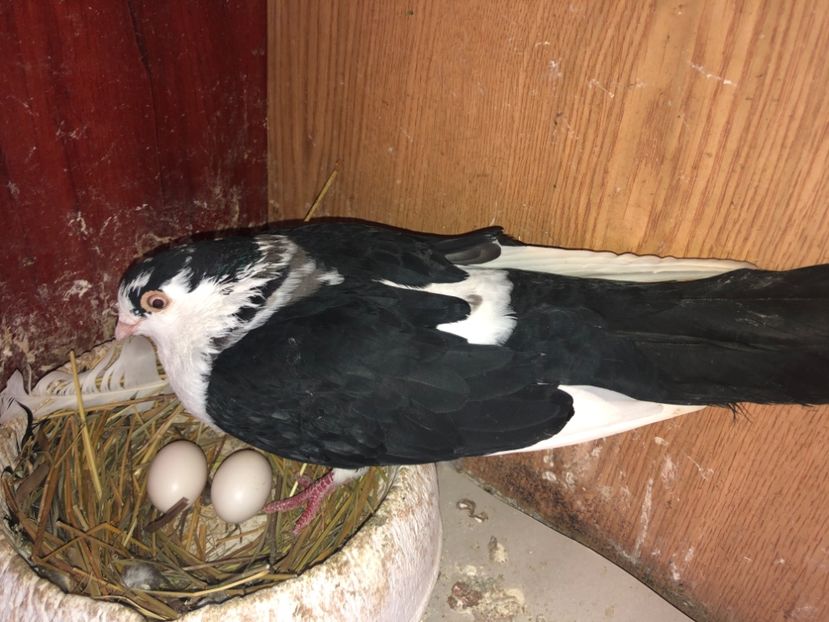  - 0000001 prin voliere