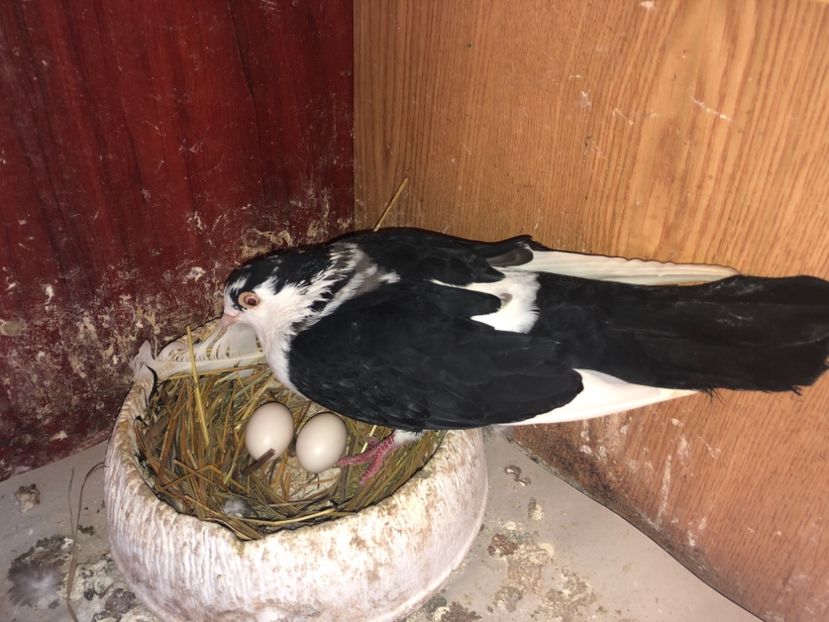  - 0000001 prin voliere