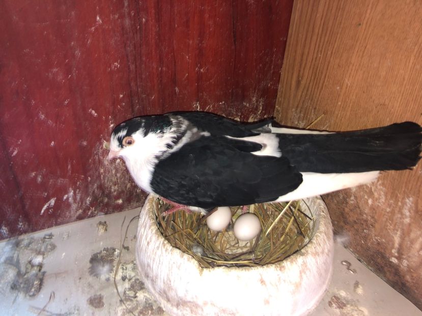  - 0000001 prin voliere