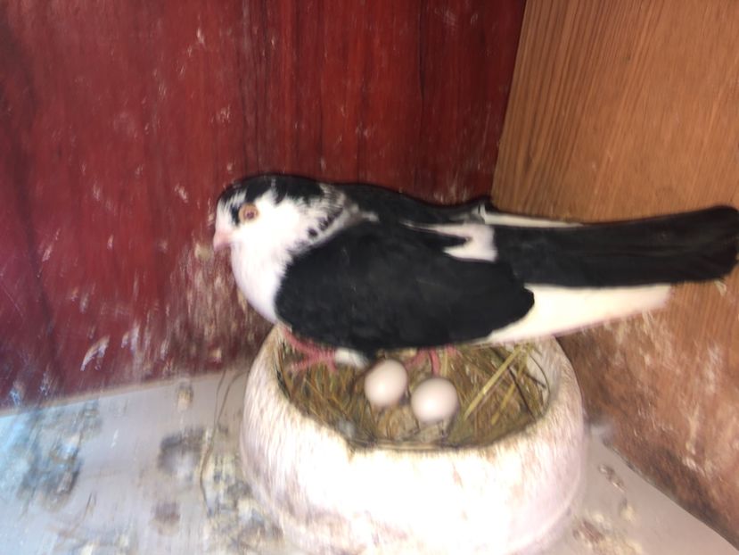  - 0000001 prin voliere