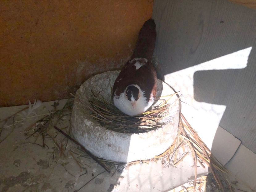  - 0000001 prin voliere