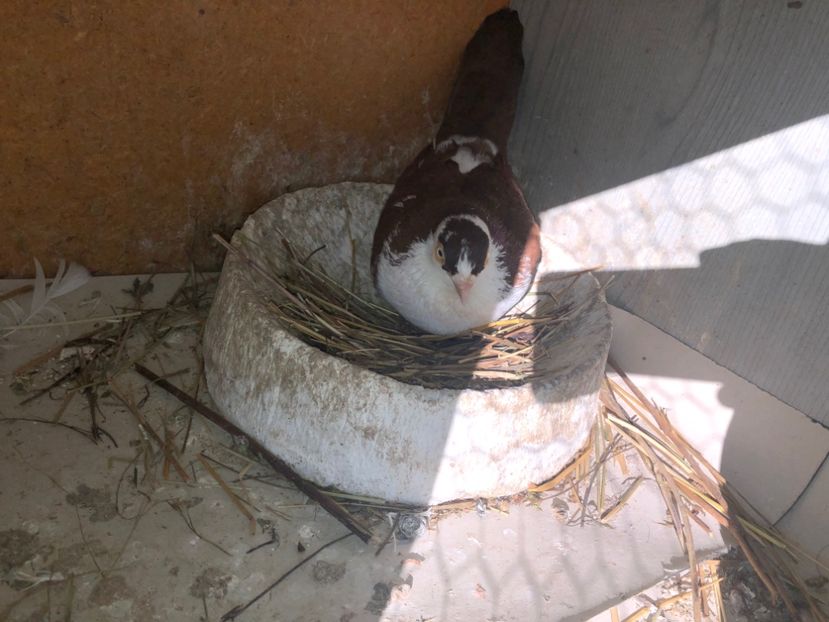  - 0000001 prin voliere