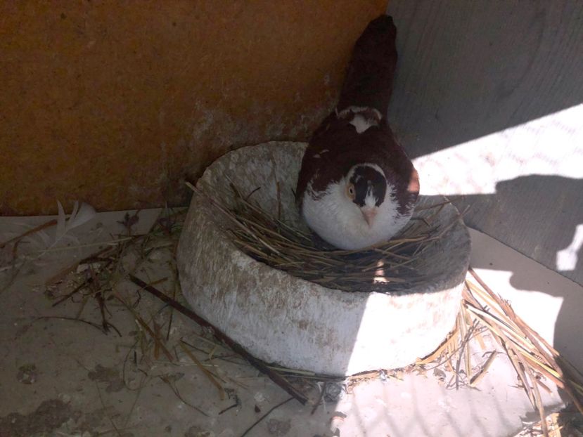  - 0000001 prin voliere