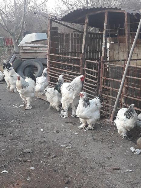  - brahma herminat deschis