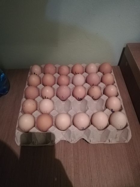 Oua Rhode Island - 333Vand oua pentru incubat 2020