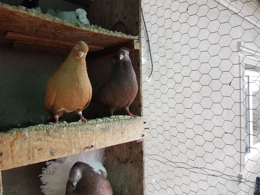  - De vinzare jante aliaj si anvelope