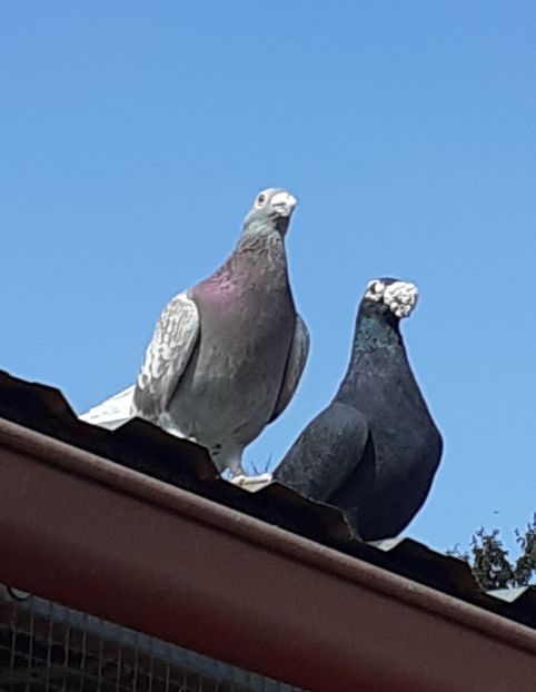 20200310_133417 (2) - Primavara 2020