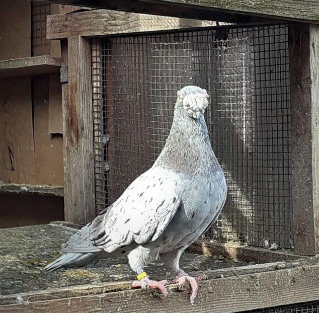 20200310_143231 (2) - Primavara 2020