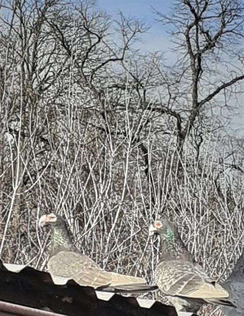 20200310_145352 (2) - Primavara 2020