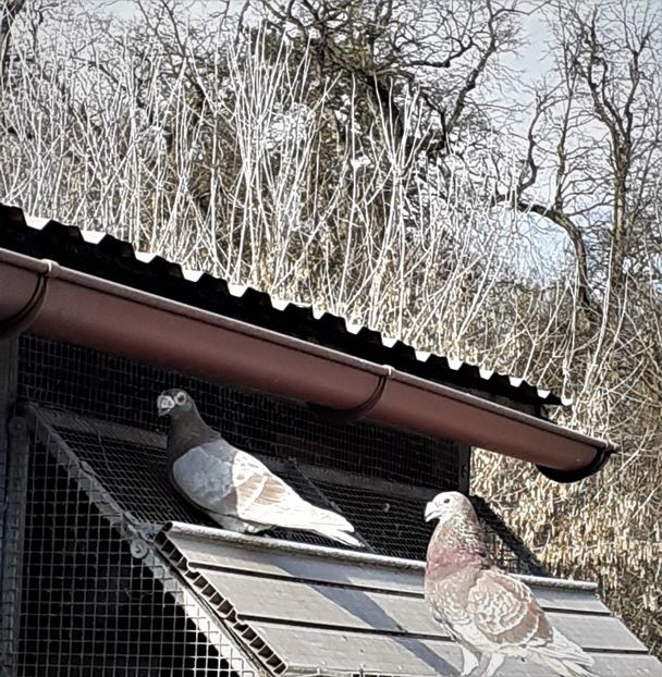 20200310_150218 (2) - Primavara 2020