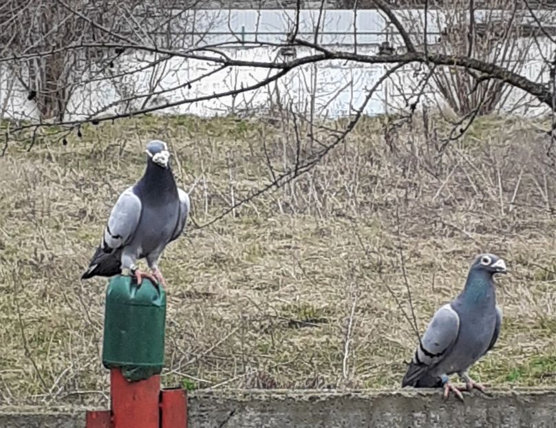 20200310_125939 (2) - Primavara 2020