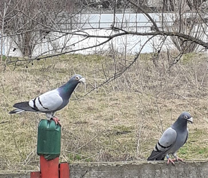 20200310_125955 (2) - Primavara 2020