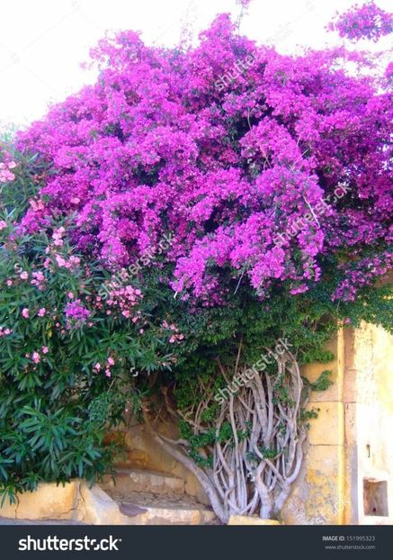 26b05747ebe0359793ea9c45f15f77dd - Bougainvillea