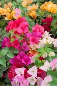 030f68f58ee8b0141faaffc04af91ffd - Bougainvillea