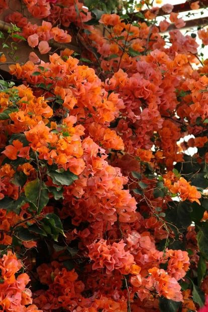 38ca7a0af7f0b0590432305aedf36f58 - Bougainvillea