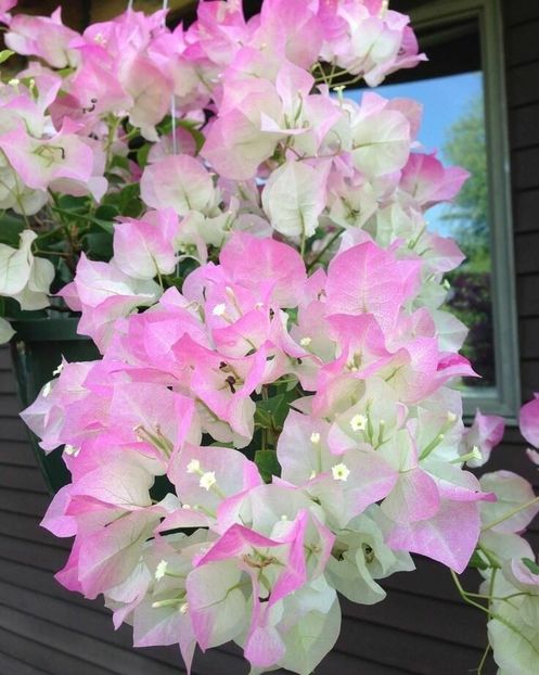 e6d88c516dbeae0a115c4da8c56b2462 - Bougainvillea