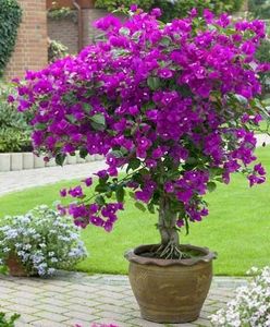 94a812d15cb5baa84862fa66075601ba - Bougainvillea