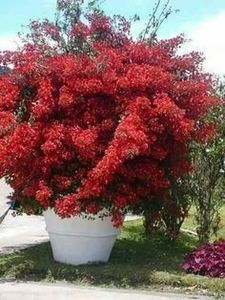bfeb6003b5a1c1390081875dfd366db1 - Bougainvillea