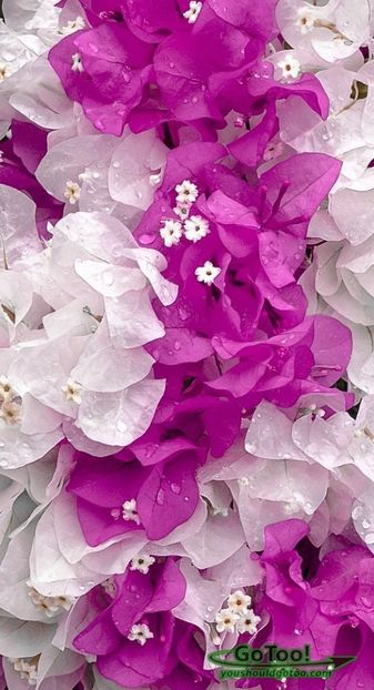 5972208de73893c4904eb29398b8394a - Bougainvillea