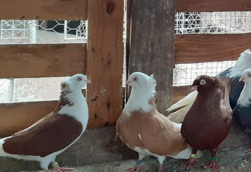  - 5-Jucatori de Amara