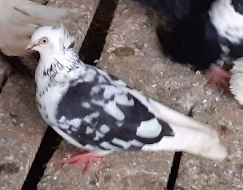  - 5-Jucatori de Amara