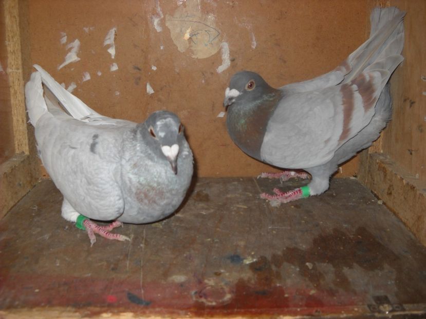  - UNDEVA IN SUCEAVA arhiva