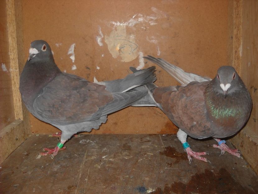  - UNDEVA IN SUCEAVA arhiva