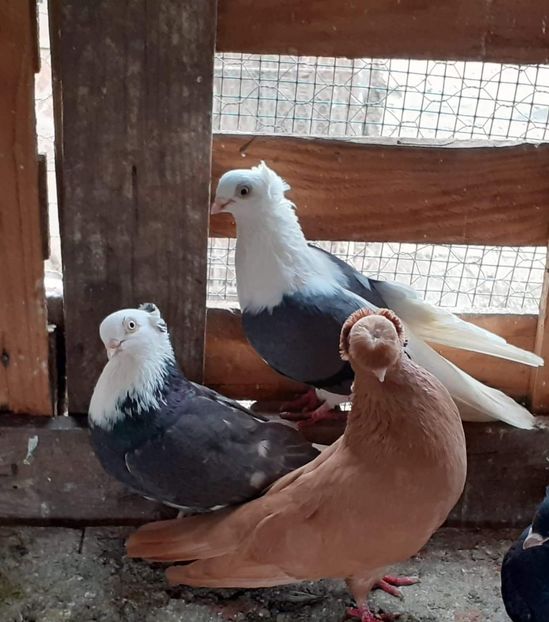  - 8-Jucatorii de Ardeal vechi