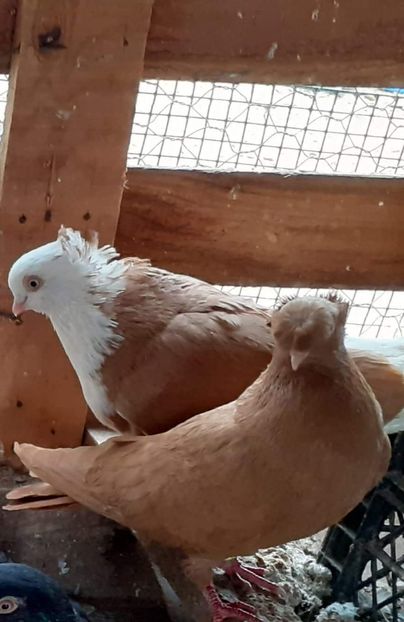  - 8-Jucatorii de Ardeal vechi