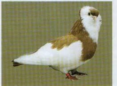  - Zburator de Kiskunfelegyhaza